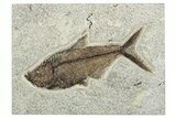 Beautiful Fossil Fish (Diplomystus) - Wyoming #292455-1